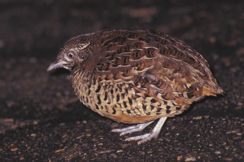 Barred Buttonquail 棕三趾鶉